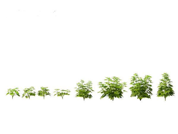 Tropical & Exotic Foliage Pack 49 - Image 19