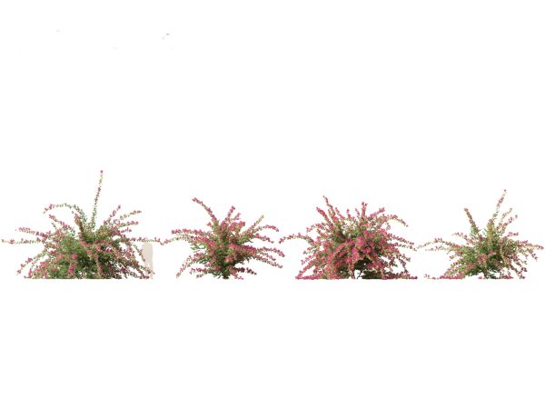 Flowering Shrubs & Blossoms Pack 04 - Image 3
