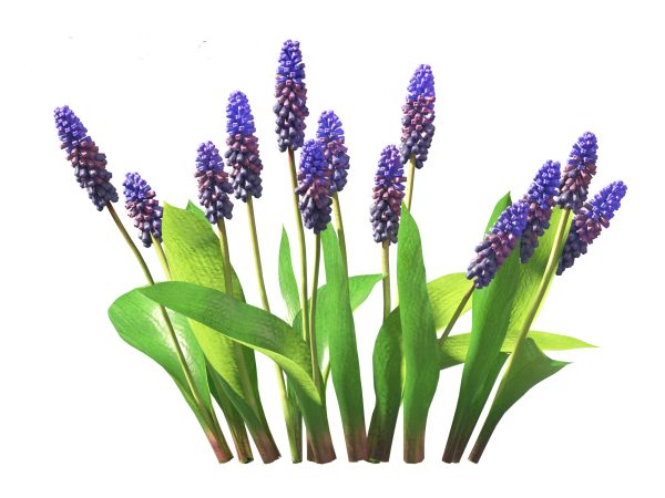 Flowering Perennials & Herbs Pack 42 - Image 17