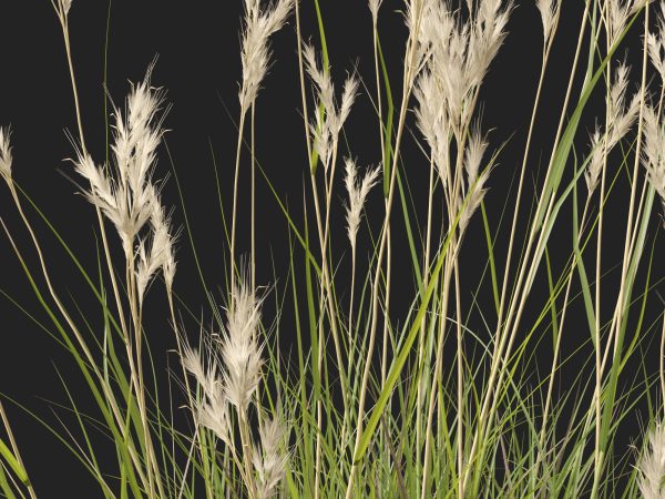 Rytidosperma caespitosum - Common Wallaby-grass 3D Model - Image 5