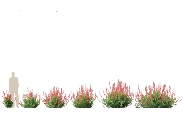 Mediterranean & Arid Plants Pack 44 - Image 10
