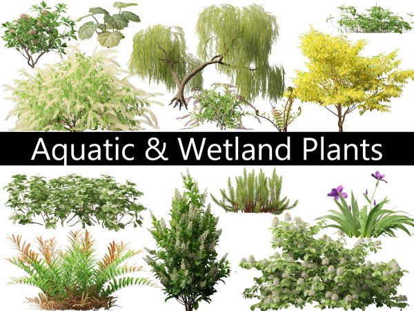 Aquatic & Wetland Plants Pack 45