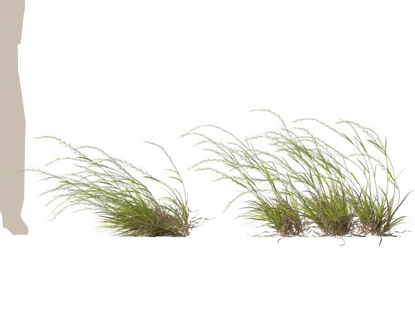 Microlaena stipoides - Weeping meadow grass 3D Model - Image 7