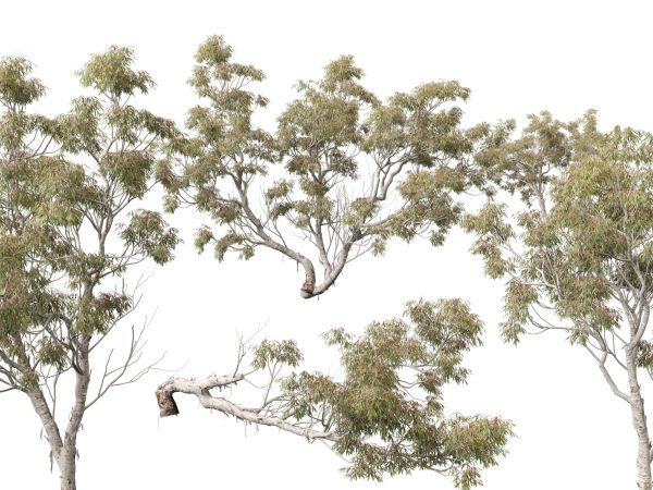 Australian Native Trees Pack 31 - Image 15