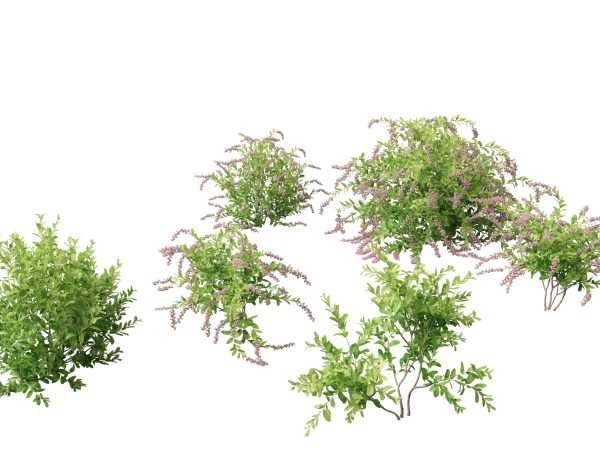 Aquatic & Wetland Plants Pack 45 - Image 17