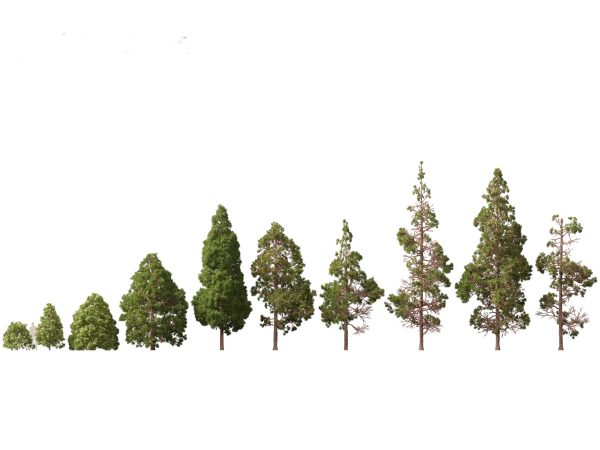 Evergreen Conifers Pack 05 - Image 5