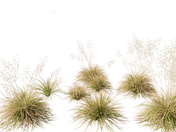 Elegant Garden Grasses Pack 38 - Image 10