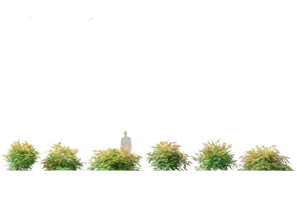 Temperate Flowering Shrubs & Trees Pack 54 - Image 16