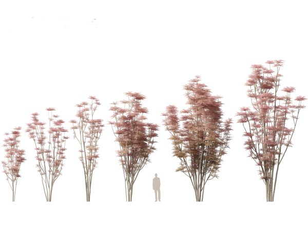 Asian Ornamental Trees Pack 21 - Image 15