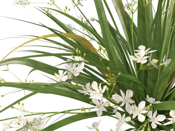 Ornamental Grasses & Groundcovers Pack 48 - Image 18
