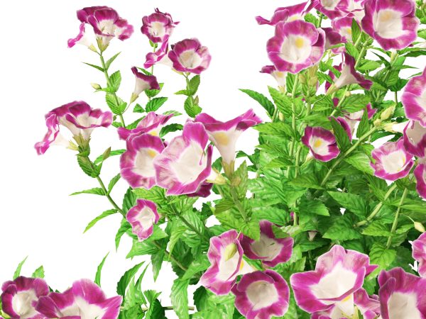 Flowering Perennials & Herbs Pack 42 - Image 21