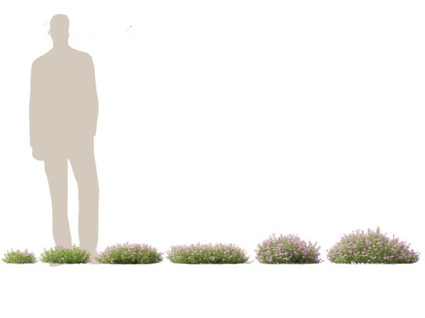 Groundcovers Pack 23 - Image 17