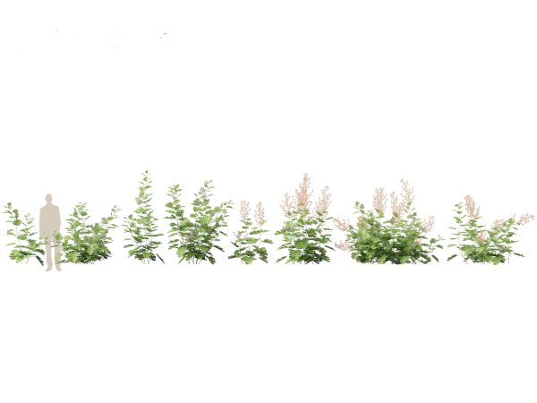 Garden Greenery Essentials Pack 39 - Image 18