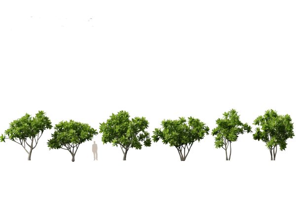 Tropical & Exotic Foliage Pack 49 - Image 7