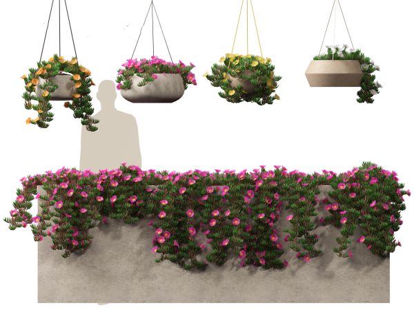 Exotic Vines & Climbers Pack 37 - Image 5