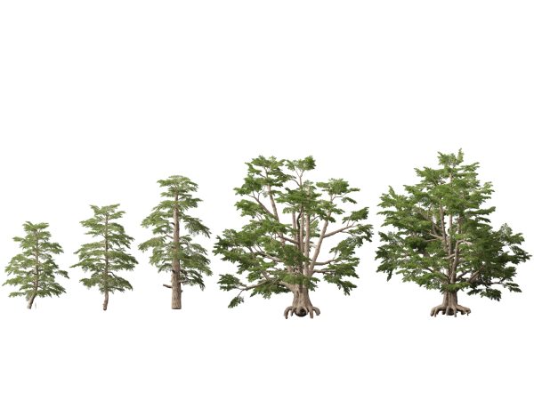 Evergreen Conifers Pack 05 - Image 4
