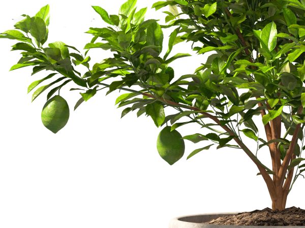 Decorative Indoor Plants Essentials Pack 41 - Image 16