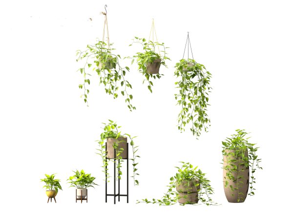 Chic Indoor Potted Plants Pack 27 - Image 9
