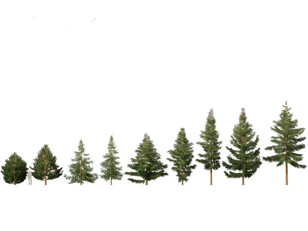 Pines, Cedars & Conifers Pack 22 - Image 7