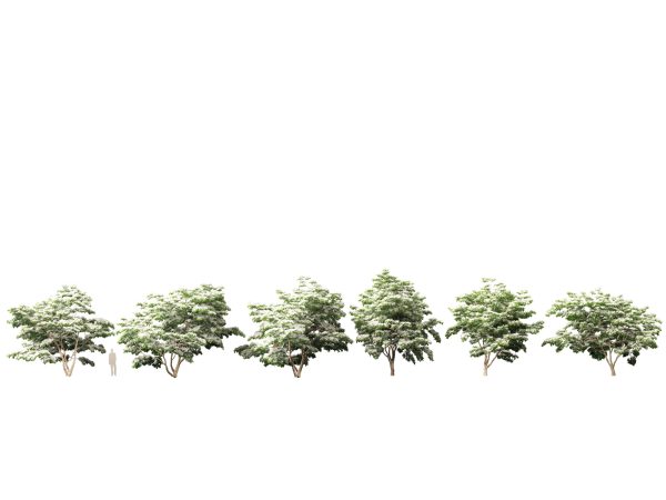 Asian Ornamental Trees Pack 21 - Image 3