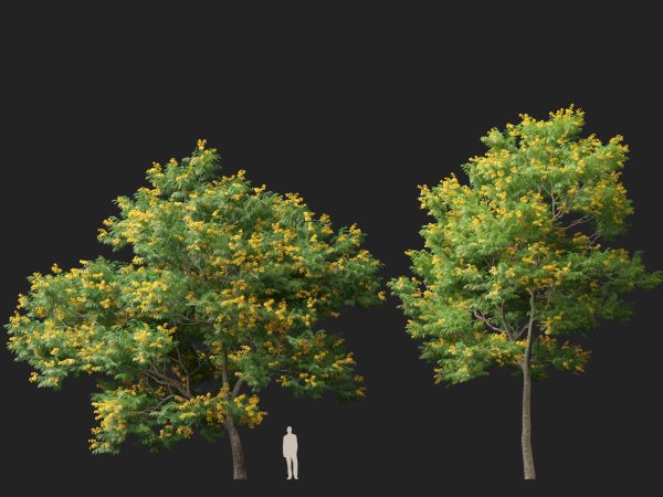 Bulnesia arborea - verawood 3D Model - Image 7