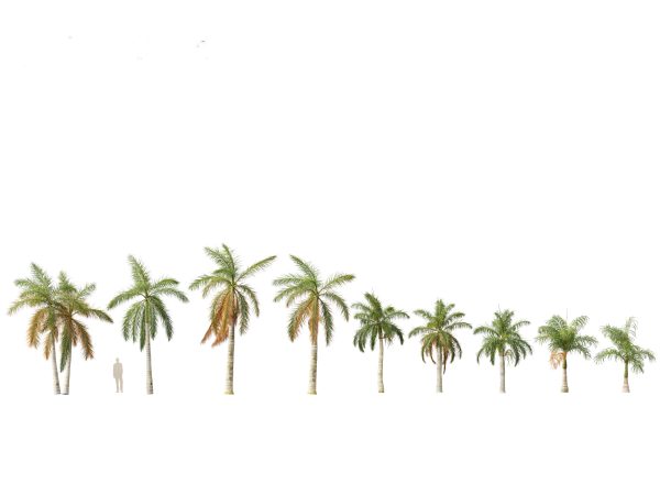 Tropical Giants & Blooms Pack 01 - Image 14