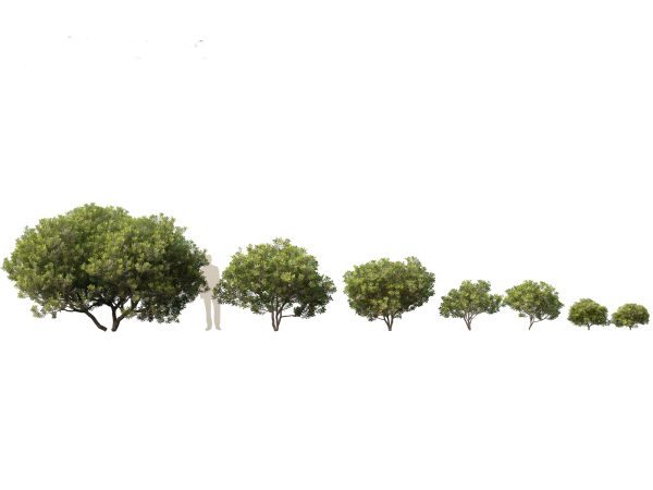 Asian Garden Flora Pack 13 - Image 14