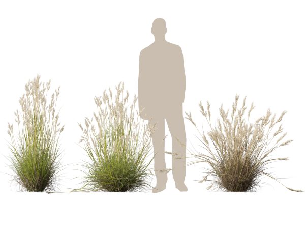 Rytidosperma caespitosum - Common Wallaby-grass 3D Model - Image 11