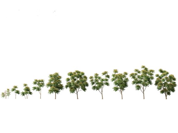 Tropical & Subtropical Trees Pack 46 - Image 20