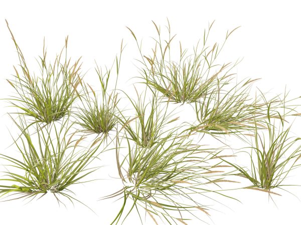 Ornamental Grasses & Groundcovers Pack 48 - Image 3