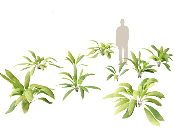 Exotic Tropical Greenery Pack 36 - Image 9