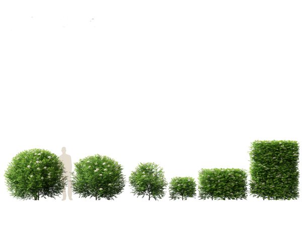 Hedge & Border Plants Pack 26 - Image 11