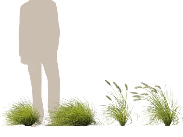 Pennisetum alopecuroides Pennstripe – Swamp Foxtail Grass 02 3D Model - Image 9