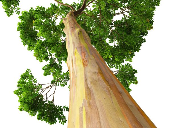 Eucalyptus deglupta - Rainbow Gum 3D Model - Image 4
