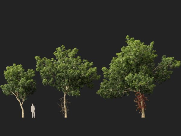Couroupita guianensis - Cannon Ball Tree 3D Model - Image 7