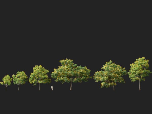 Bulnesia arborea - verawood 3D Model - Image 13