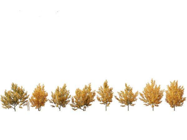 European Broadleaf Trees Pack 17 - Image 2