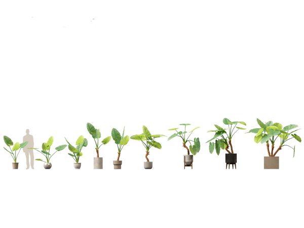 Large Potted Greenery Pack 40 - Image 3