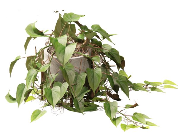 Large Potted Greenery Pack 40 - Image 25
