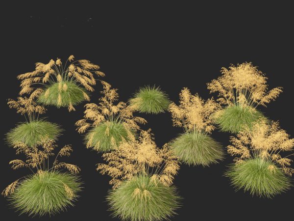 Decorative Ornamental Grasses Pack 29 - Image 18