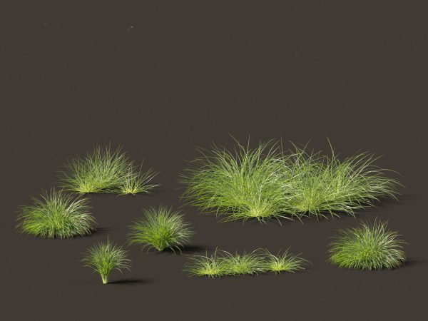 Ornamental Grasses & Groundcovers Pack 48 - Image 13