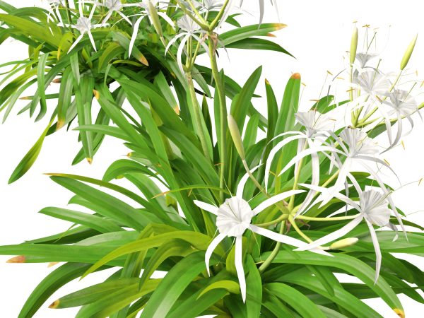 Flowering Perennials & Herbs Pack 42 - Image 12