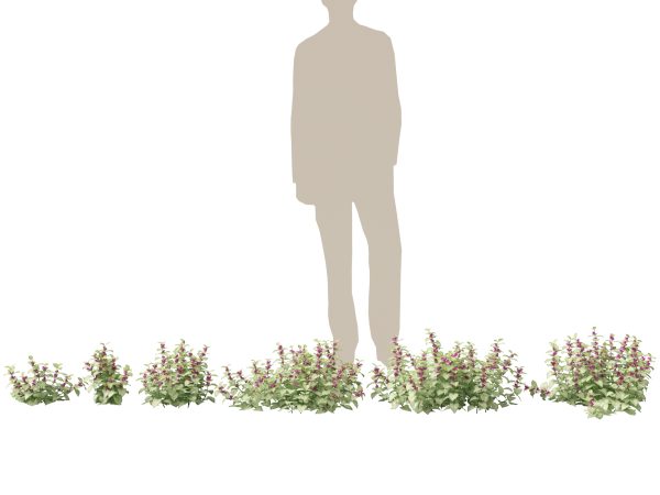 Shade Garden Plants Pack 08 - Image 11