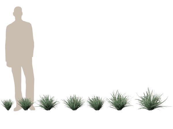 Lomandra filiformis Savanna Blue - Wattle Mat-Rush 3D Model - Image 2