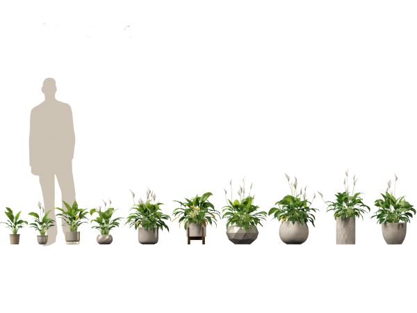 Decorative Indoor Plants Essentials Pack 41 - Image 23