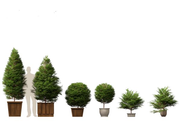 Large Potted Greenery Pack 40 - Image 5