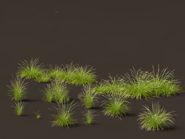 Decorative Ornamental Grasses Pack 29 - Image 15