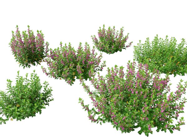 Mediterranean & Arid Plants Pack 44 - Image 3