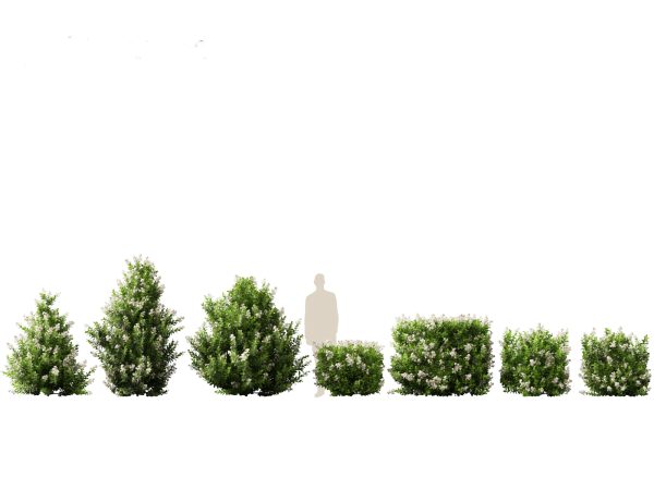 Hedge & Border Plants Pack 26 - Image 8