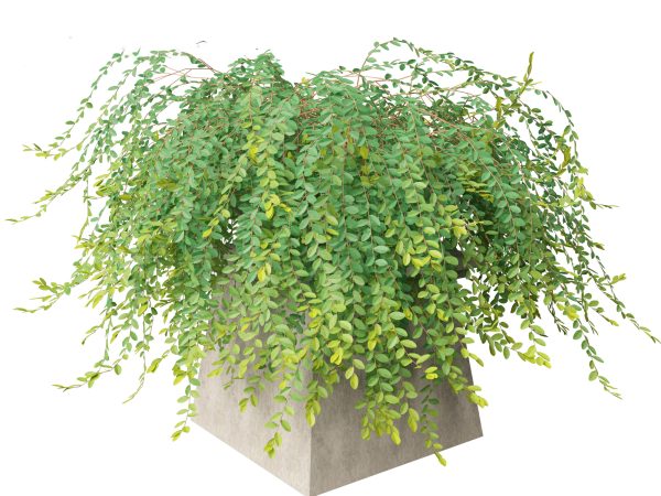 Exotic Vines & Climbers Pack 37 - Image 20